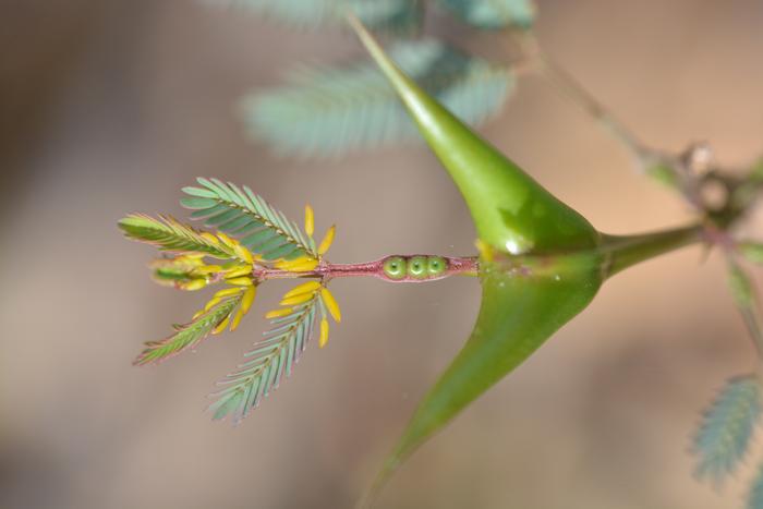 Acacia