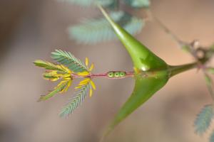 Acacia