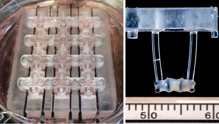 Cardiac Tissue Platform
