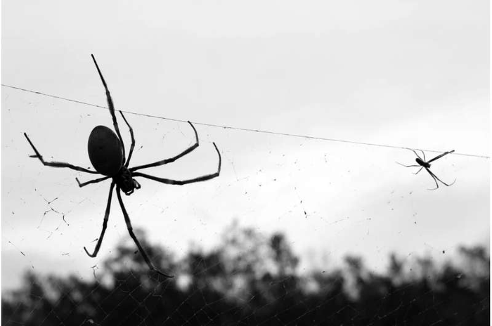 "Atomic  spiders"