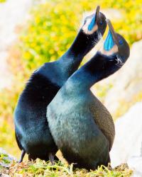 Brandt's Cormorant Pair