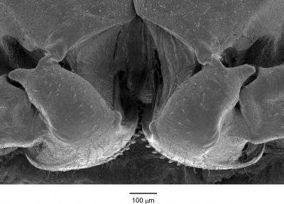 Mechanical Gears 'Invented' by Insects (3 of 10)
