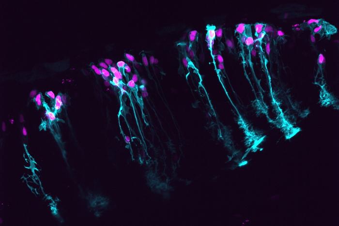 Astrocytes