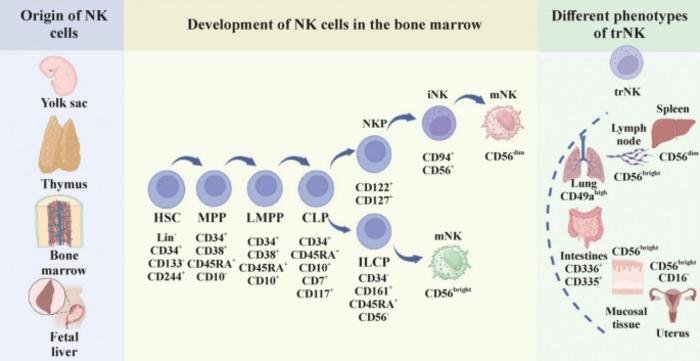 The origin and development of NK cells and the different phenotypes of trNK cells.