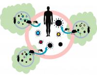 Coevolution Effect Hypothesis Explains Link between Habitat Loss and Emergence of Infectious Disease