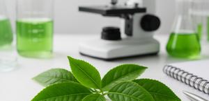 Green tea improves insulin sensitivity and glucose tolerance in obese mice