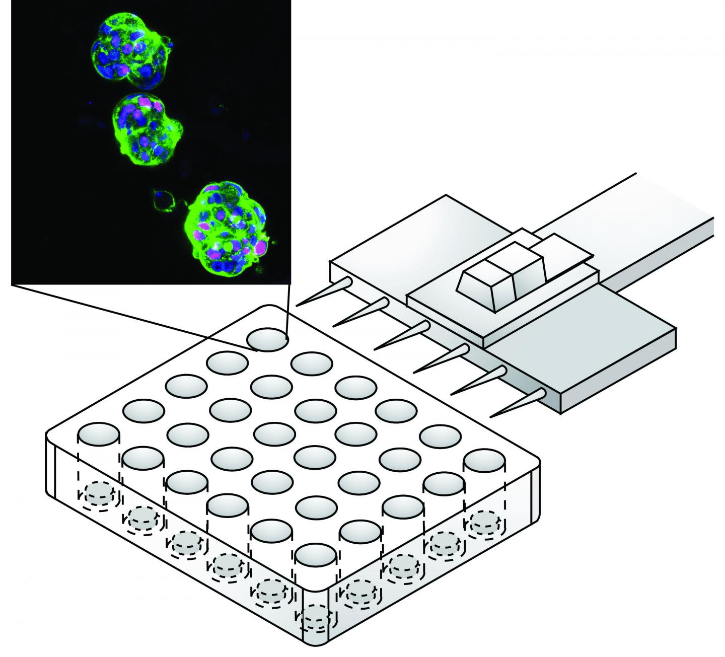 Organoids
