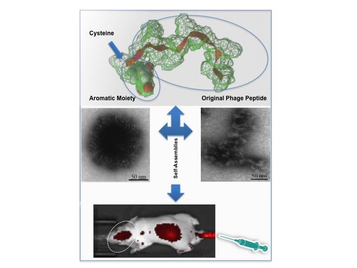 Targeting the Brain