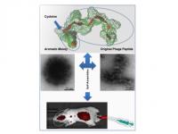 Targeting the Brain