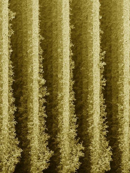 Tiny ‘skyscrapers’ help bacteria convert sunlight into electricity