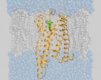 Model of the Bitter Receptor TAS2R14 4 with Activator (Ligand) Flufenamic Acid
