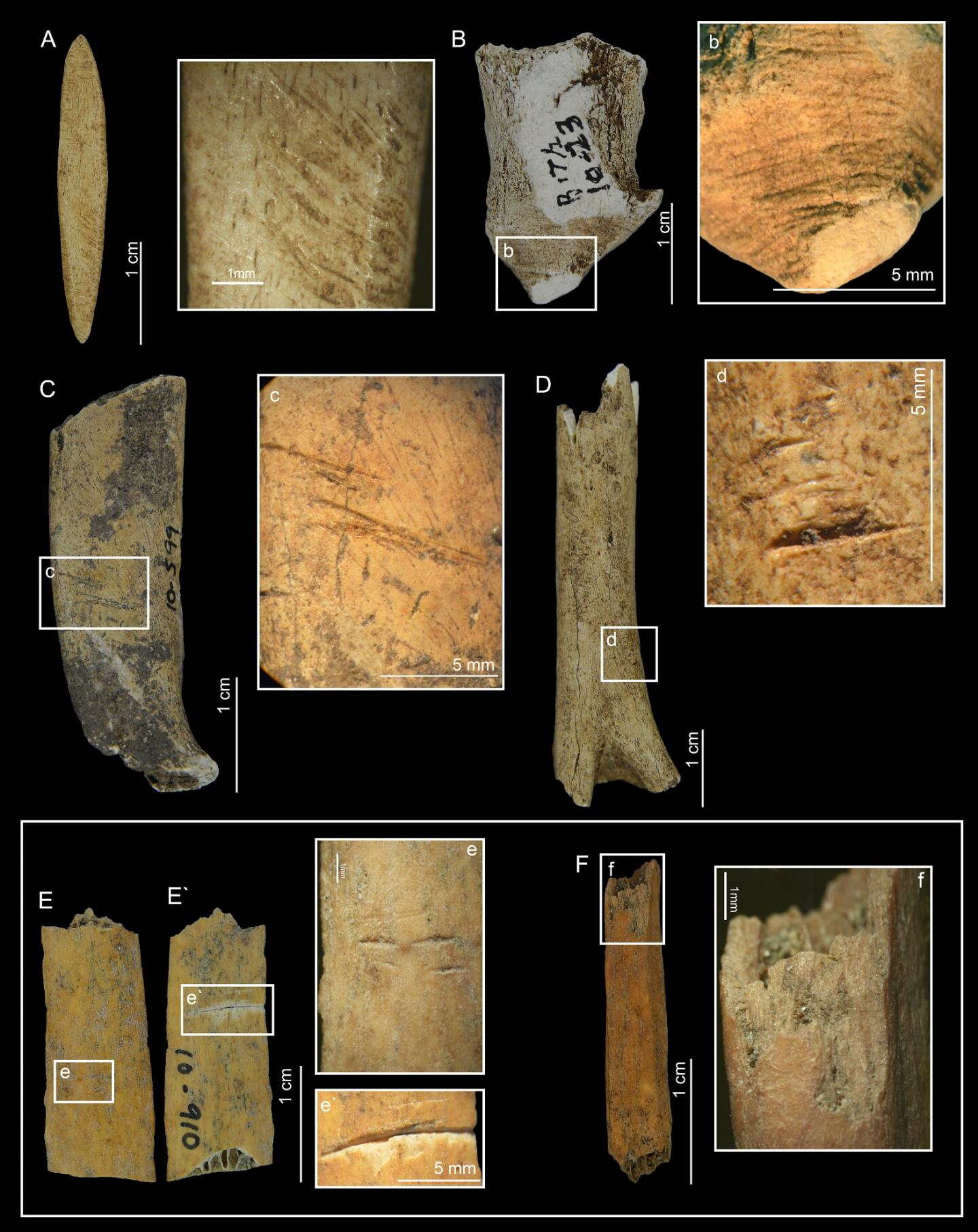 Dwarf Deer Bones from Pedro Gonzalez Island