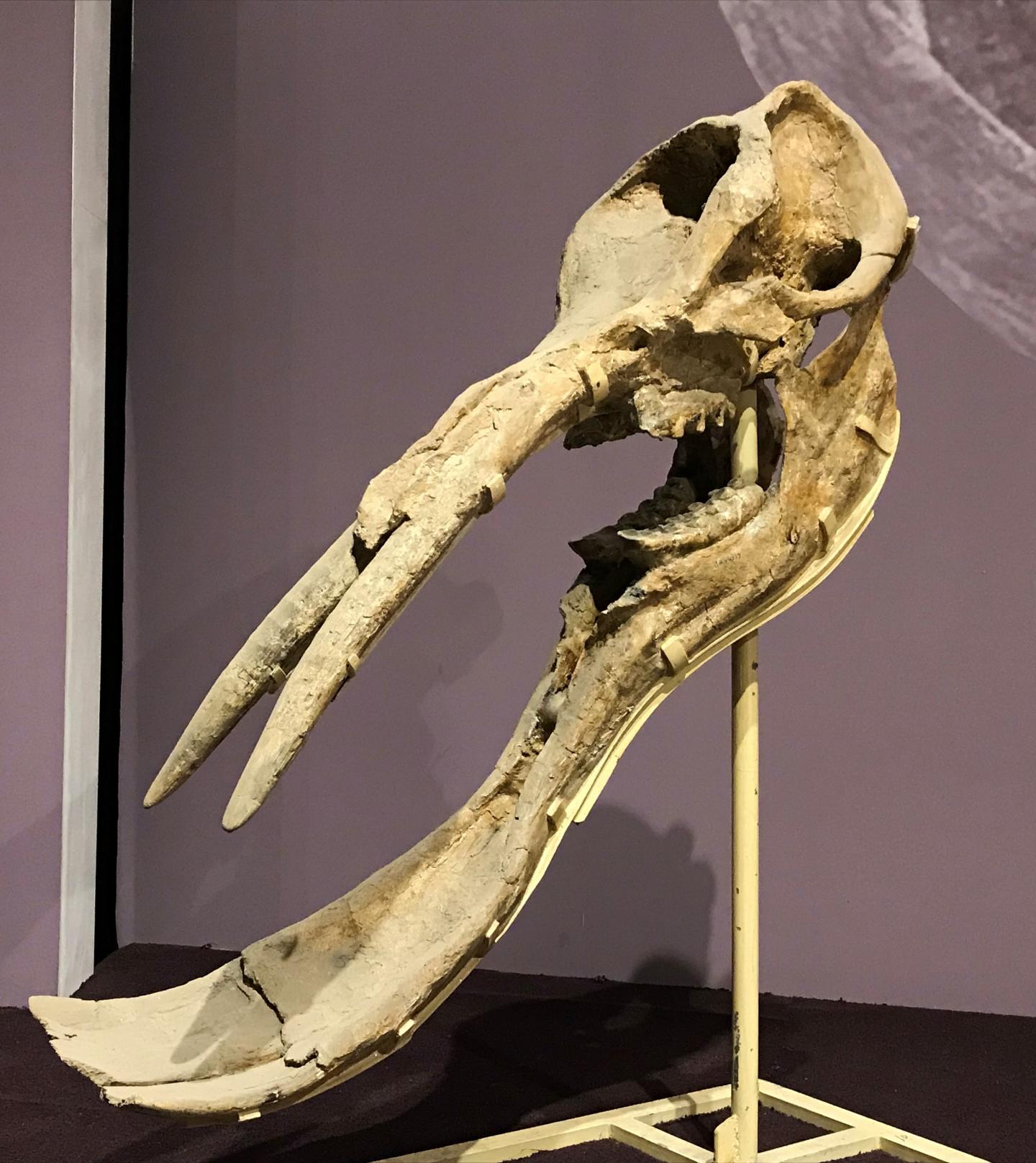 Global climate dynamics drove the decline of mastodonts and elephants, new study suggests