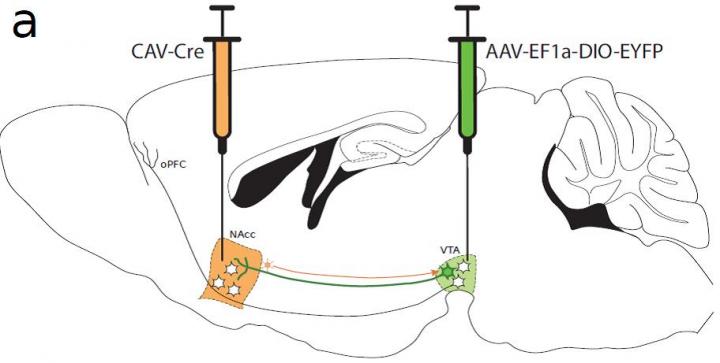 Dopamine Development