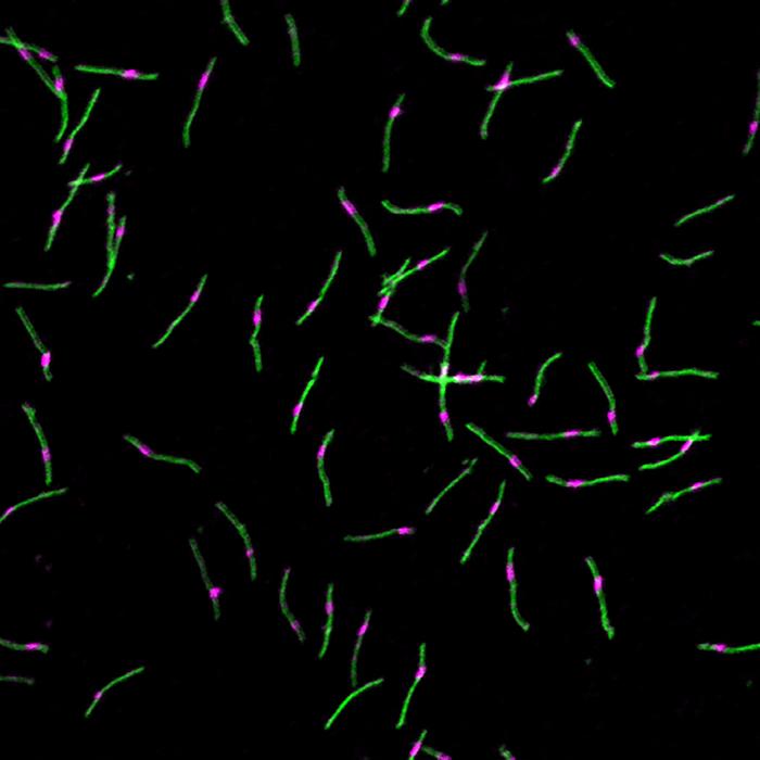 Precisely segmented supramolecular polymers
