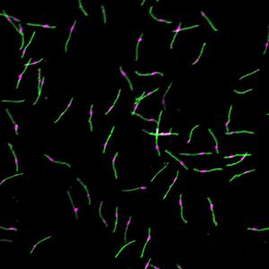 Precisely segmented supramolecular polymers