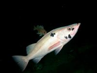 Bocaccio Rockfish