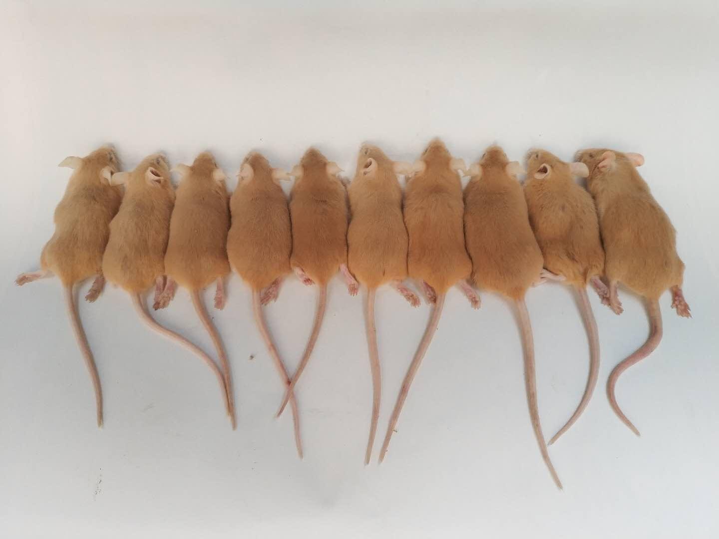 Yellow mice generated by targeted DNA demethylation in oocytes derived from pseudoagouti mothers.