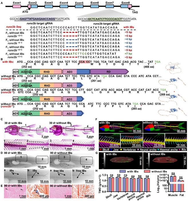 Genotyping and phenotyping of grass carp groups with (runx2b+/+) and without IBs (runx2b−/−)