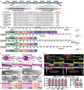 Genotyping and phenotyping of grass carp groups with (runx2b+/+) and without IBs (runx2b−/−)