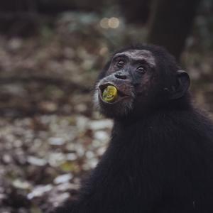 Chimp with fruit