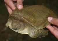 <I>Pelochelys cantorii</I>