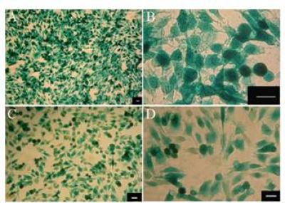 Cell Viability