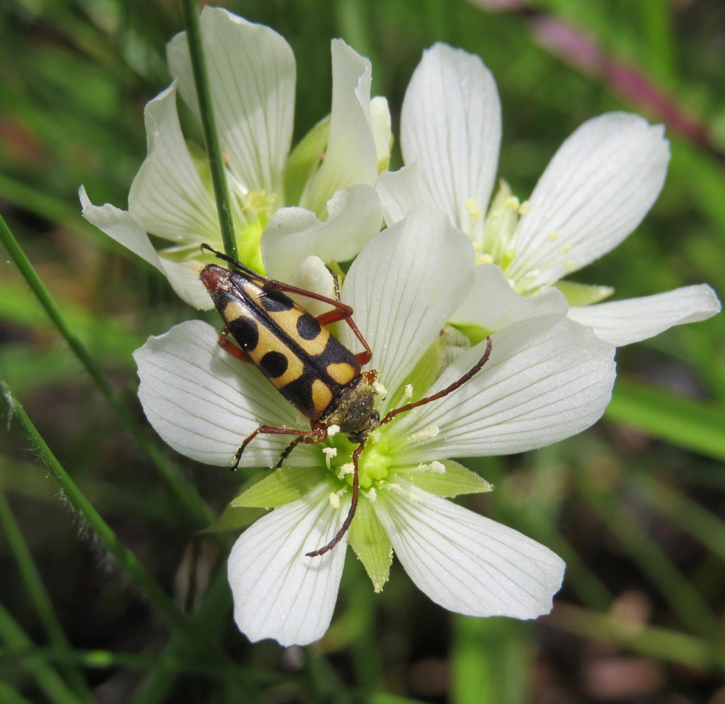 Longhorn Beetle on a Venus Flytrap Blossom