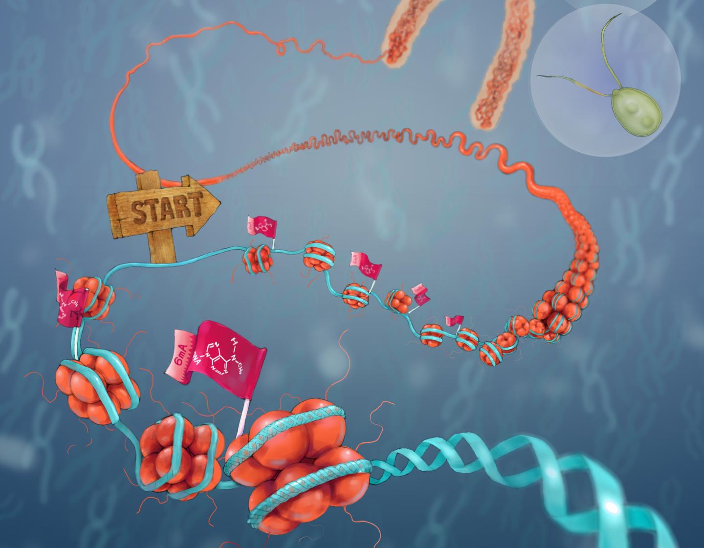 Epigenetics in Green Algae, Worms, Flies