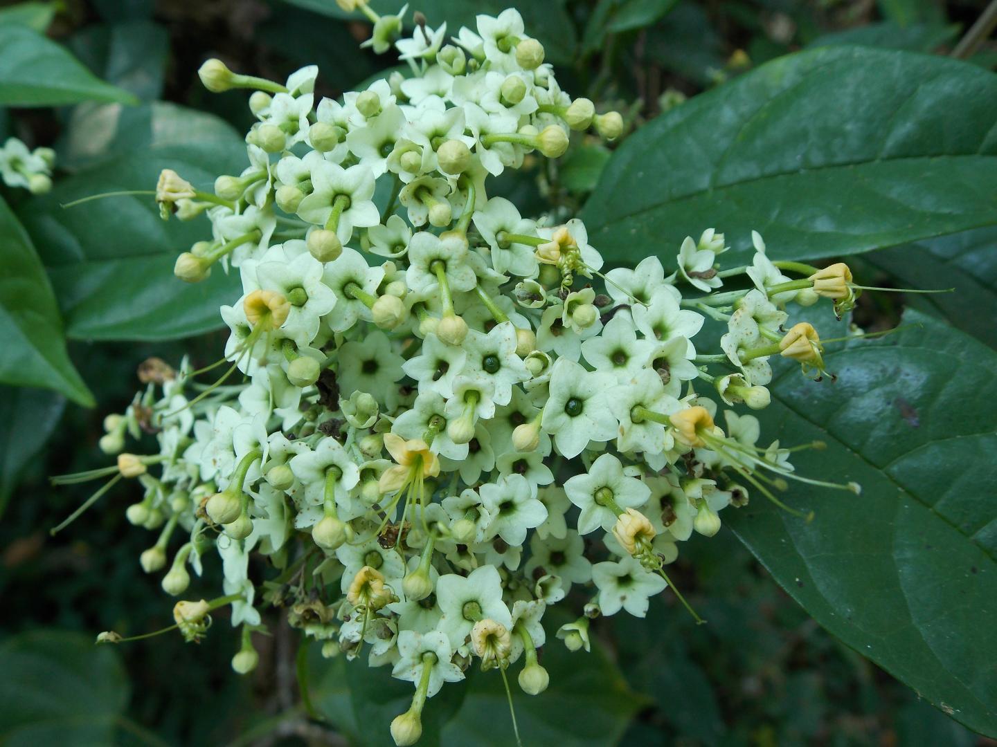 <em>Tarenna pavettoides</em>