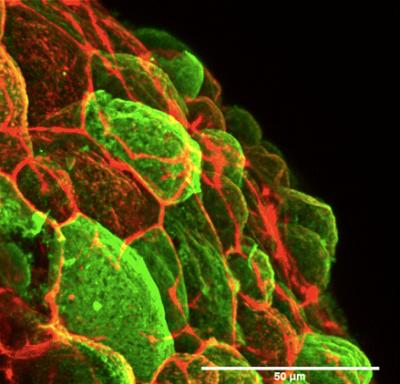 Enveloping Layer in Zebrasfish
