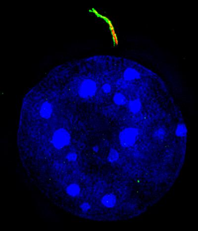 FAP Cilia