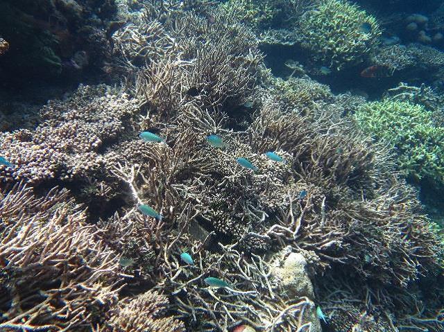 Coal Reef Bleaching