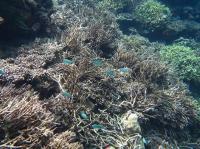Coal Reef Bleaching