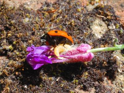 <i>D. coccinellae</i> and a 7-spot ladybird
