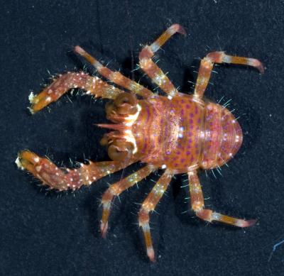 Sadayoshia edwardsii