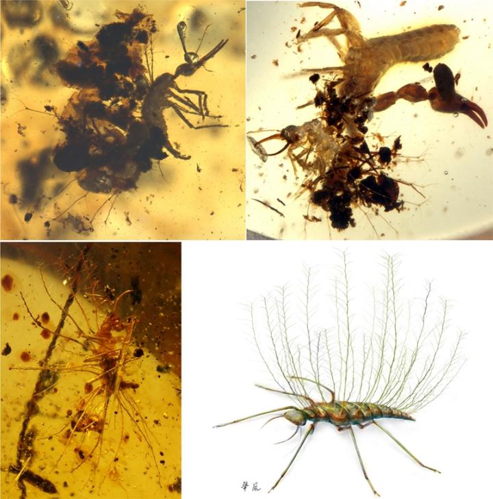 Chrysopoid Larvae
