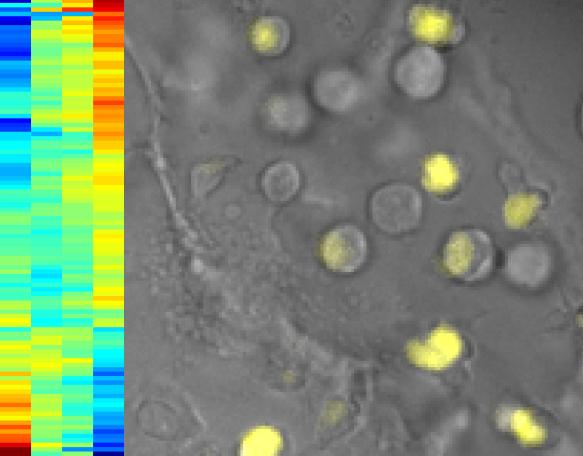 Turning on T Cells