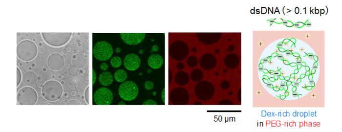 In a phase-separated solution, DNA molecules preferentially accumulate in one phase.