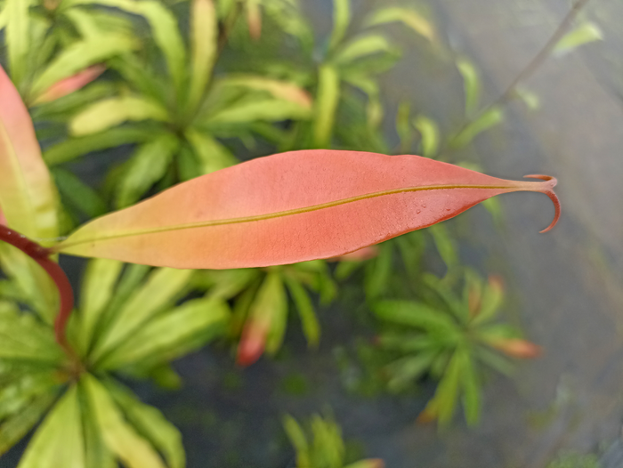 Triphyophyllum peltatum