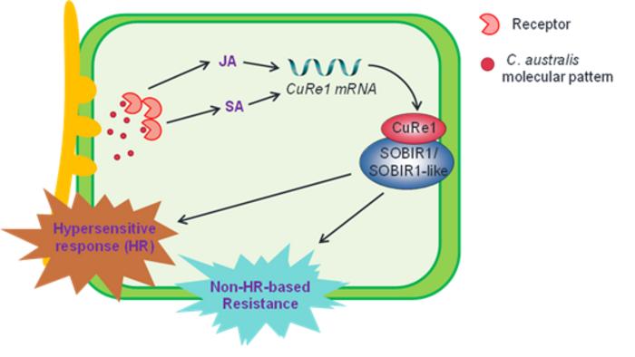 A working model for the molecular mechanism underlying tomato resistance to Cuscuta australis.