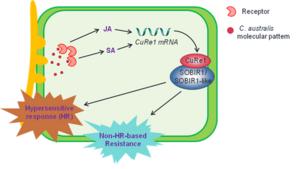 A working model for the molecular mechanism underlying tomato resistance to Cuscuta australis.