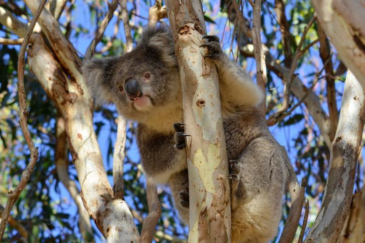 Koala