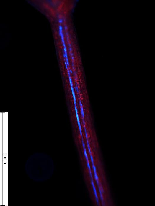 2_Arabidopsis-hypocotyl.jpg