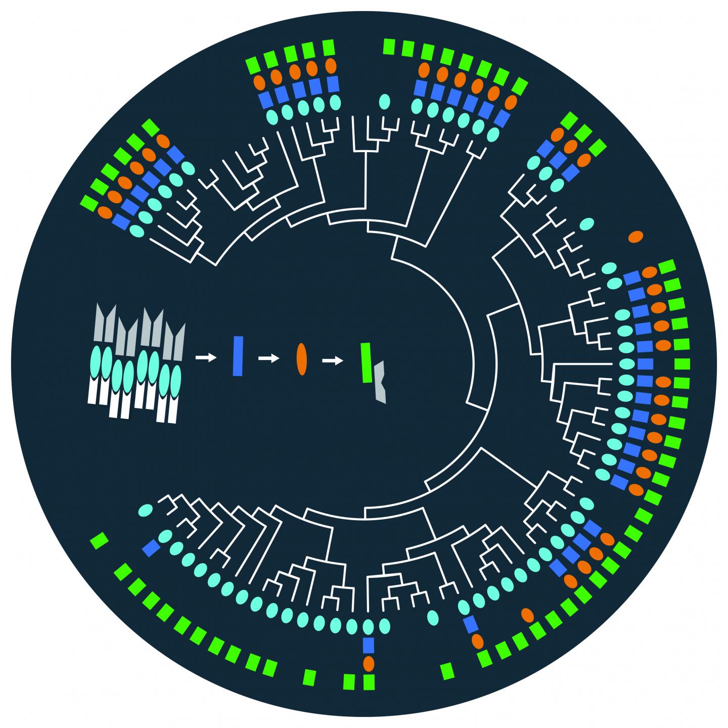 Firmicute Sporulation Initiation Pathway