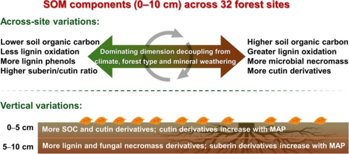 Variations in source-specific soil organic matter components across 32 forest sites in China