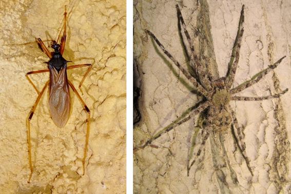 Adult Specimens of <em>Zelurus diasi</em> and <em>Enoploctenus cyclotorax</em>