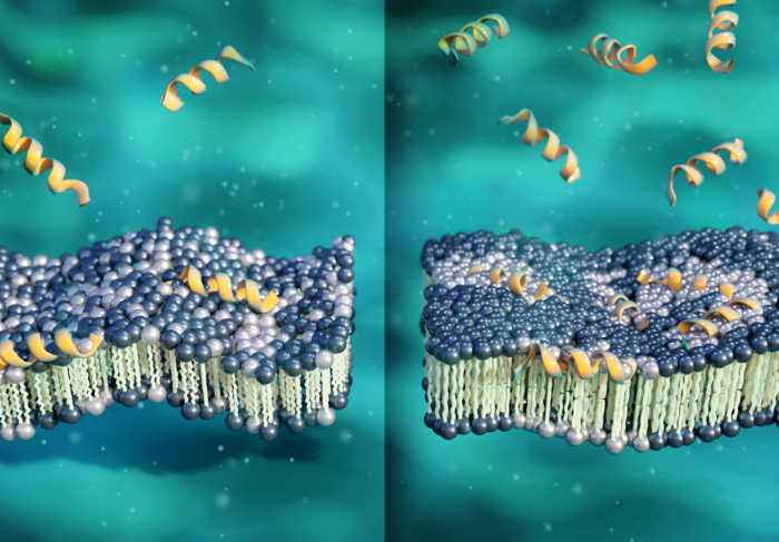 Mystery mechanism in small peptide shows big promise for fighting antibiotic-resistant bacteria