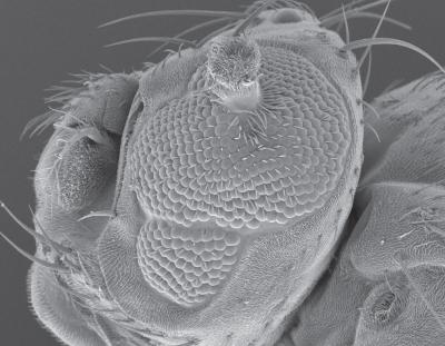 Arnosti, Fruit Fly