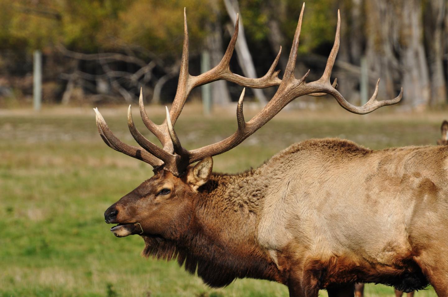 A Bugling Wapiti